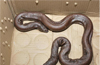 Two-headed snake seized, thieves held